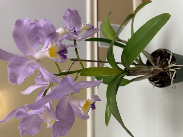 orchid