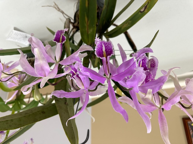 orchid