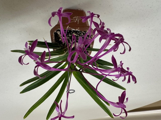 orchid