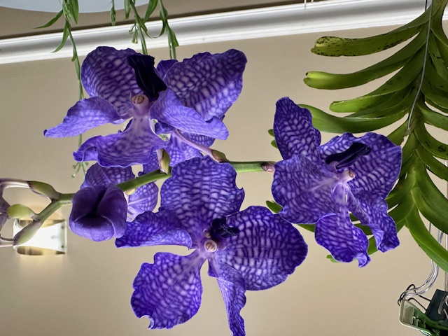 orchid