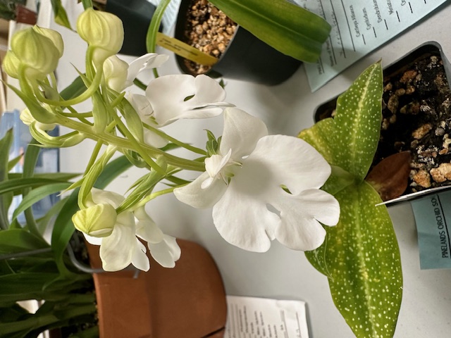 orchid