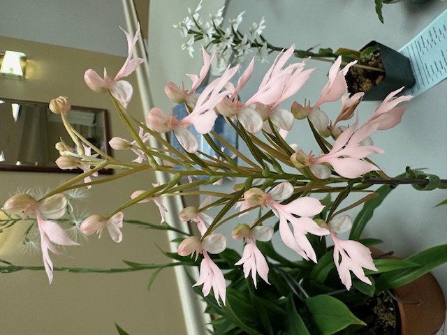 orchid