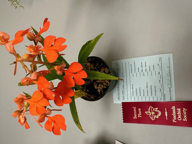 orchid
